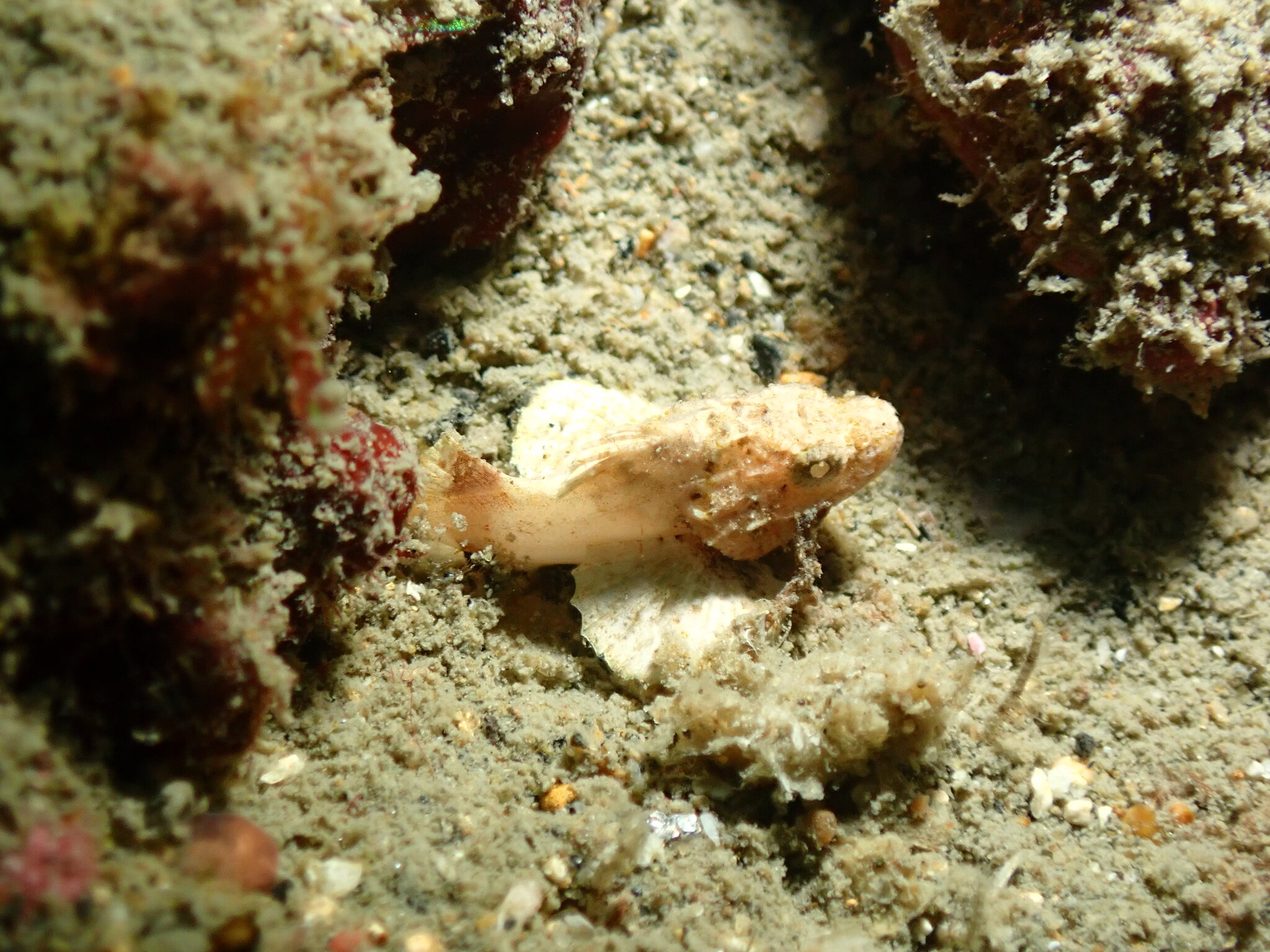 大手擬鮋(石獅) Scorpaenopsis macrochir
