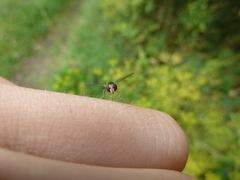 Meligramma triangulifera