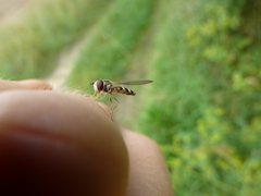 Meligramma triangulifera