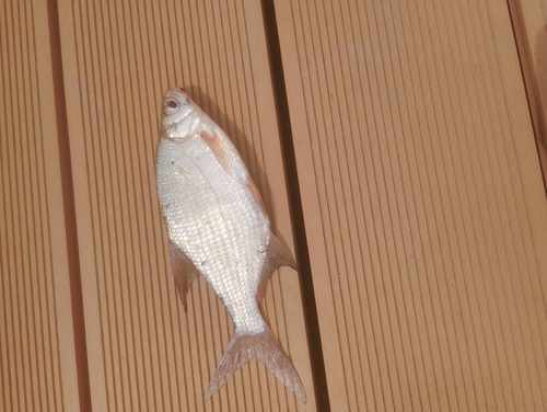 Silver Bream