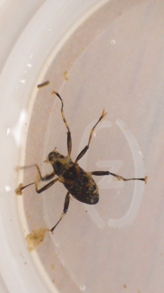 Ancyronyx variegatus