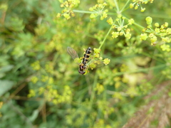 Meligramma triangulifera