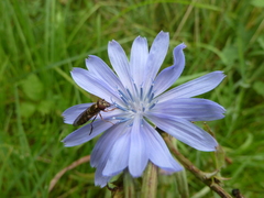 Platycheirus peltatus