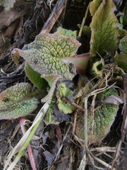 Symphytum caucasicum