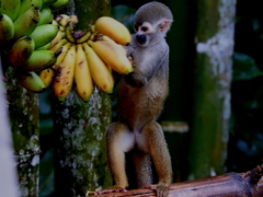 Saimiri cassiquiarensis