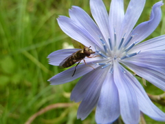 Platycheirus peltatus