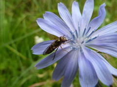 Platycheirus peltatus