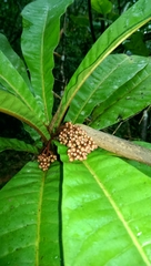 Micronychia macrophylla image