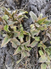 Symphytum caucasicum