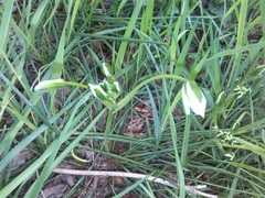 Ornithogalum umbellatum