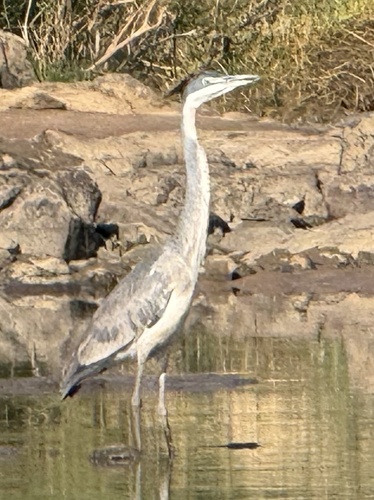 Black-headed Heron