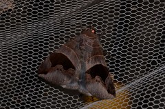 Bastilla solomonensis