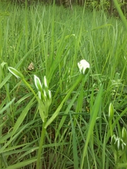 Ornithogalum umbellatum