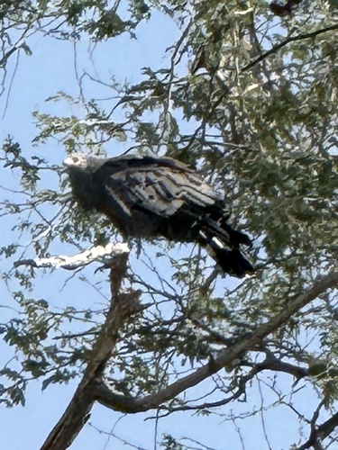 East African Harrier-Hawk