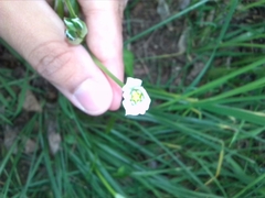 Ornithogalum umbellatum