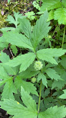 Hydrophyllum tenuipes