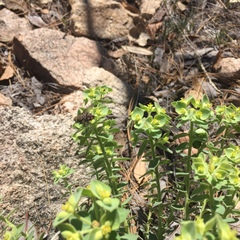 Euphorbia yaquiana