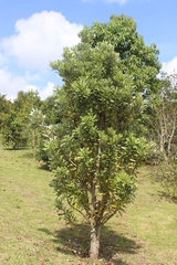 Drimys granadensis