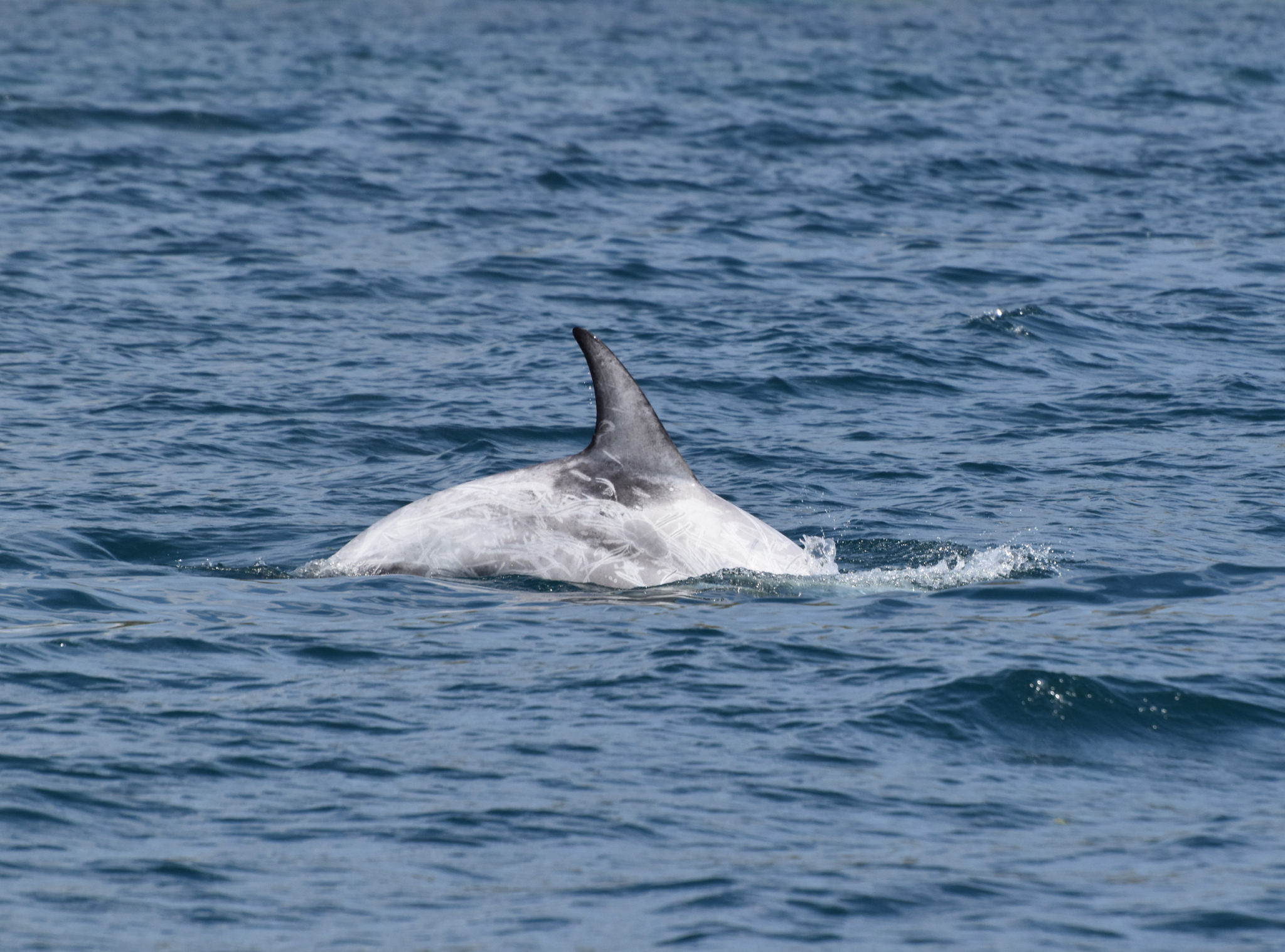 Grampus griseus