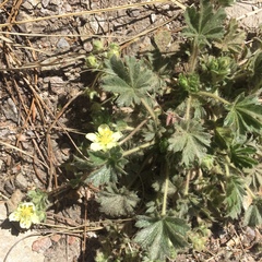 Potentilla subviscosa