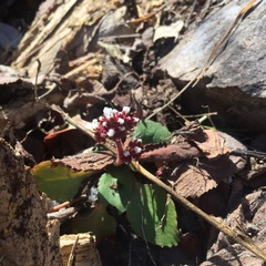 Micranthes eriophora