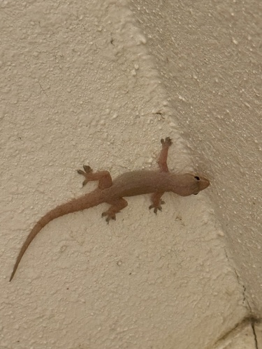 Hemidactylus frenatus observed 2026-07-18