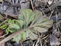Geum aleppicum