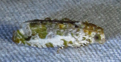 Proteoteras naracana