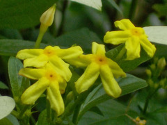 Pseudomussaenda flava