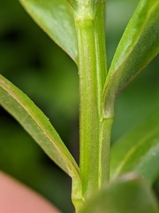 Iberis sempervirens