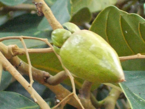 Vatica rassak