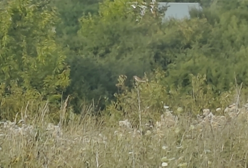 Red-backed Shrike