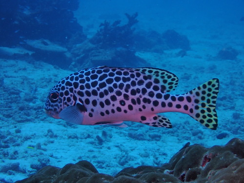 Largespot sweetlips (Plectorhinchus macrospilus) — Haemulidae — 2