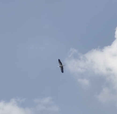 European White Stork