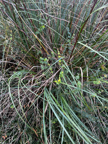 Gahnia sieberiana, photograph 3