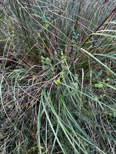 Gahnia sieberiana, photograph 4