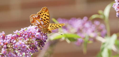 Queen of Spain Fritillary, Ede, Gelderland, Netherlands, photo 10 of 10