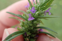 Hedeoma hispida