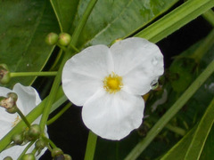 Echinodorus palifolius