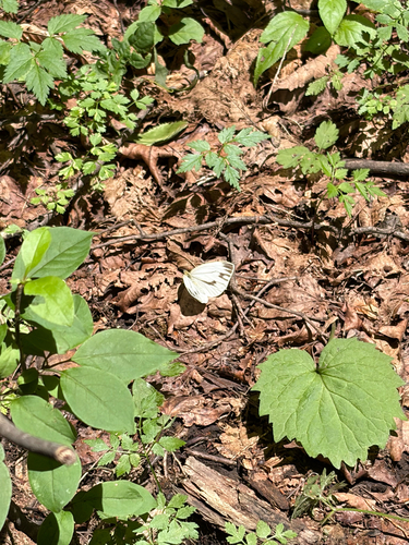 Asian Green-veined White