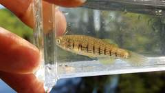 Fundulus lineolatus