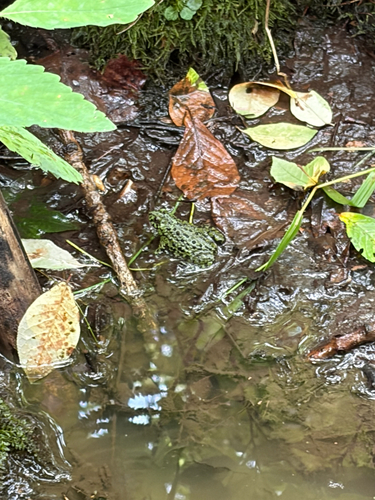 Oriental Fire-bellied Toad