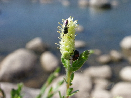 yewleaf willow (Salix taxifolia)