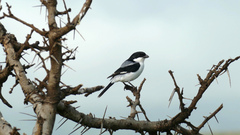 Lanius dorsalis
