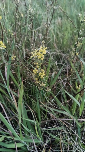 Yellow Sweetclover