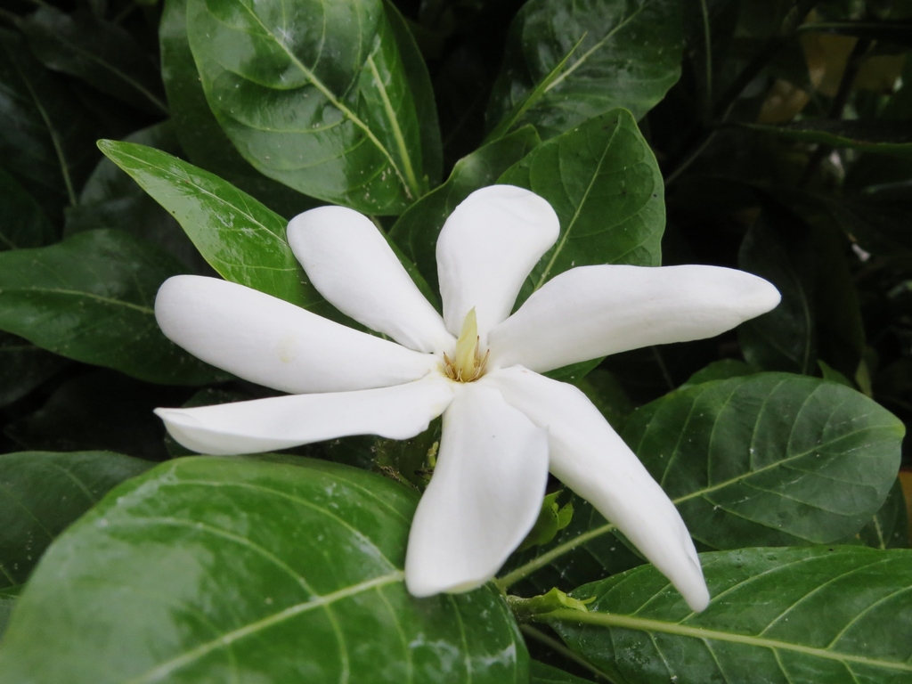 Gardenia taitensis