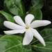 Tahitian Gardenia - Photo (c) kathawk, some rights reserved (CC BY-NC), uploaded by kathawk