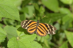 Eueides isabella eva