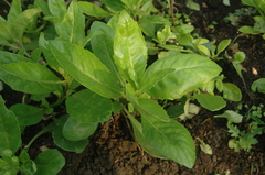 Gynura