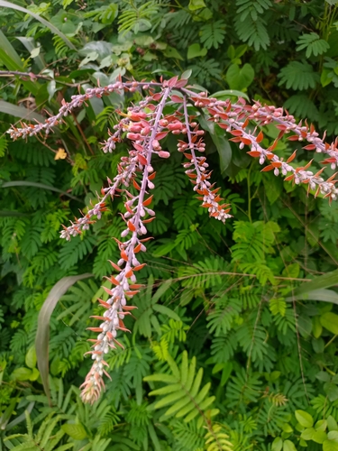 Combretum platypterum